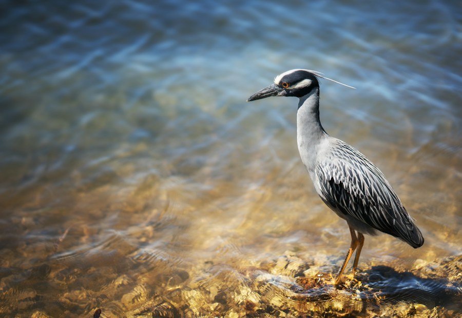 Bird by the water