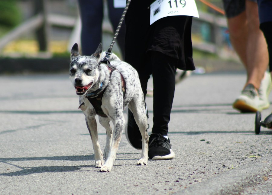 Dog walking on a lead
