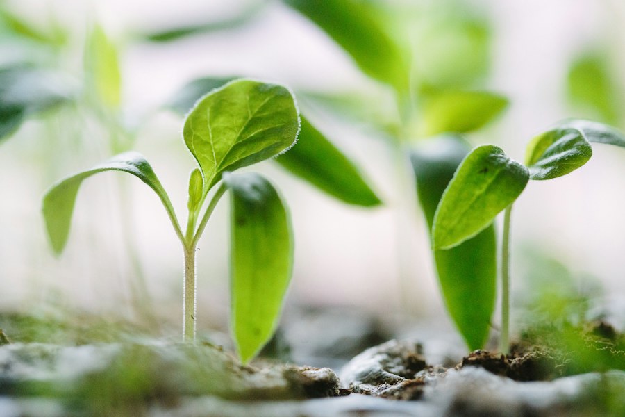 Green seedlings in soil